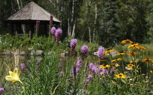 Gayfeather and Black Eyed Susans.  Beautiful flower combination.  Love purple and yellow together.