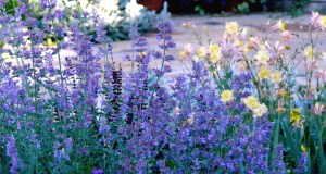 Catmint and Columbine.  Another pretty combination.