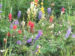 Wildflowers on Vail Mountain.  Mother nature does it best.  