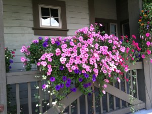 Petunias in Window Boxes