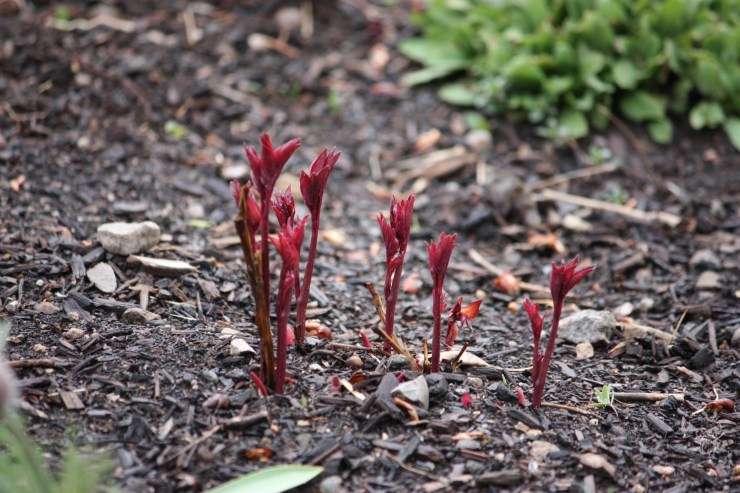 Peonies waking from a long winter.