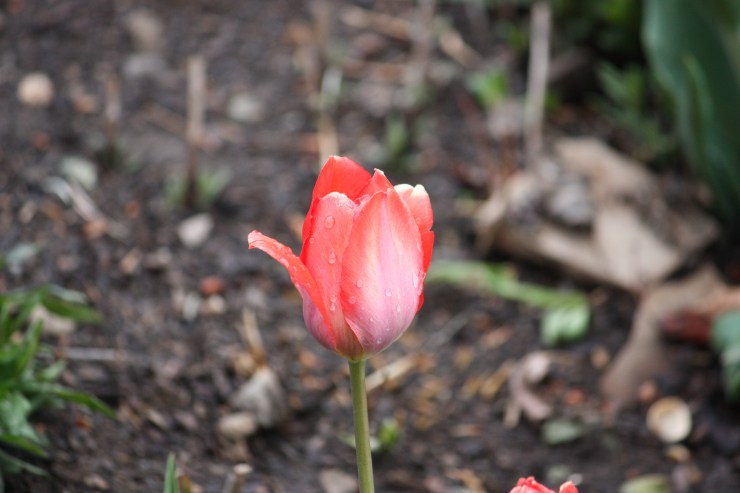 Tulip after a nice spring shower.