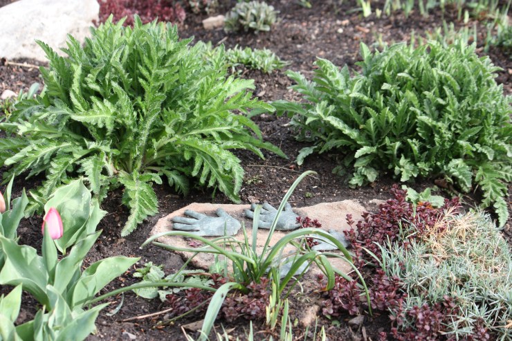 Poppies waiting to put on their big show in a few more weeks.