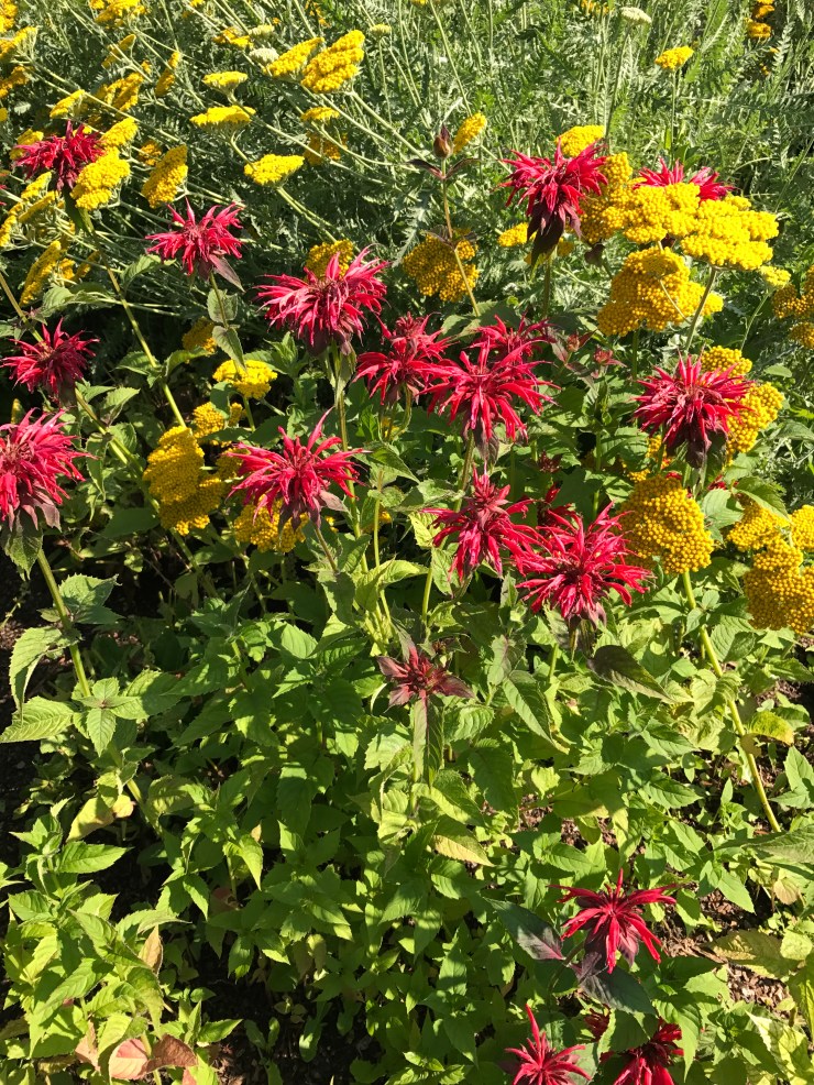 coneflower