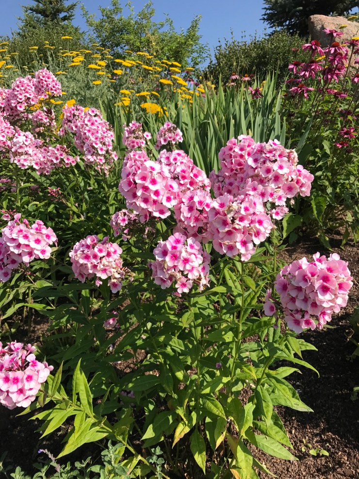 phlox