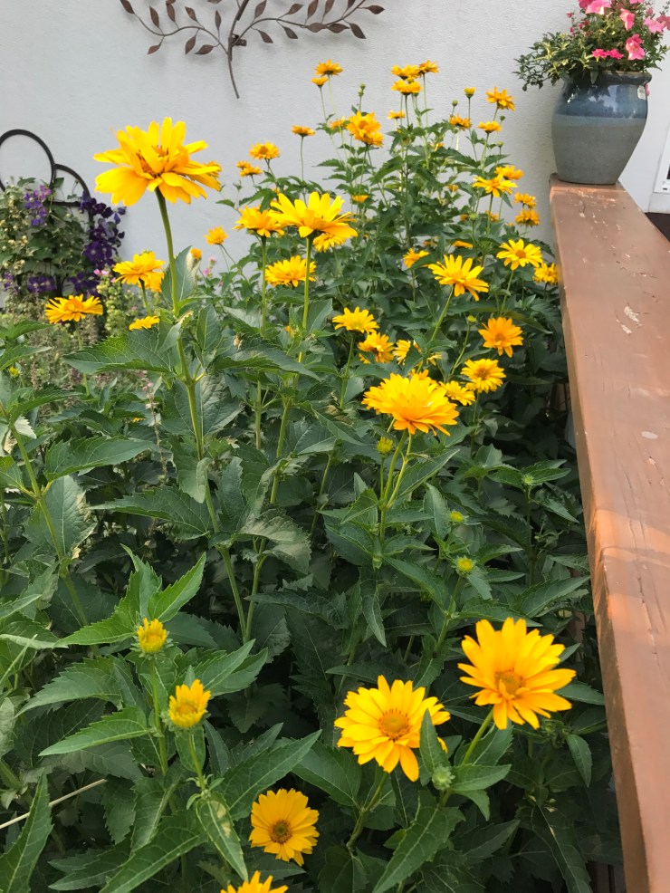 Sunflower